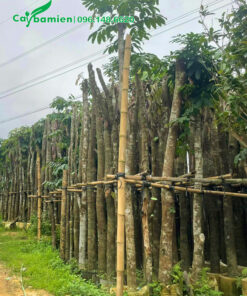 Dâm ủ số lượng lớn cây vàng anh thân gỗ đường kính gốc 10 - 15cm