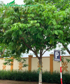 Hình ảnh cây Vàng Anh trồng trên vỉa hè đường phố, tán dù đường kính 3 - 4m