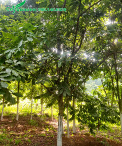 Vườn cây vàng anh lâu năm vanh 30 - 40cm