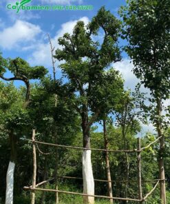 Quét vôi lên thân cây để phòng sâu đục thân và một số loại sâu bệnh hại