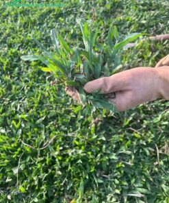 Chăm sóc, tỉa bớt các khóm bị sâu bệnh