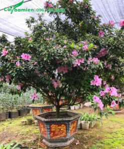 Ngắm chậu cây hoa đỗ quyên cao 2m, đường kính gốc 5cm