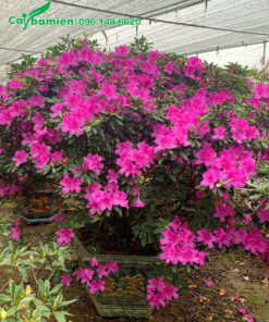 Chậu Đỗ Quyên hoa tím đường kính tán tròn hơn 1m