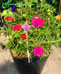 Bầu cây hoa Mười Giờ đẹp, hoa màu hồng và đỏ