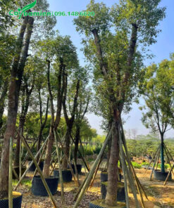 Long Não công trình cao 5 - 6m