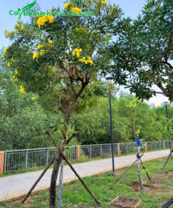 Chống cọc cho hàng cây chuông vàng lâu năm mới trồng