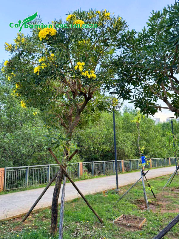 Chống cọc cho hàng cây chuông vàng lâu năm mới trồng