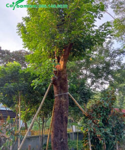 Cây Nhội cổ thụ vanh 150