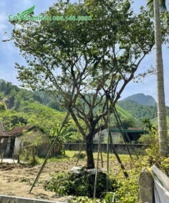 Chống cọc chắc chắn cho cây Hồng Quân mới trồng