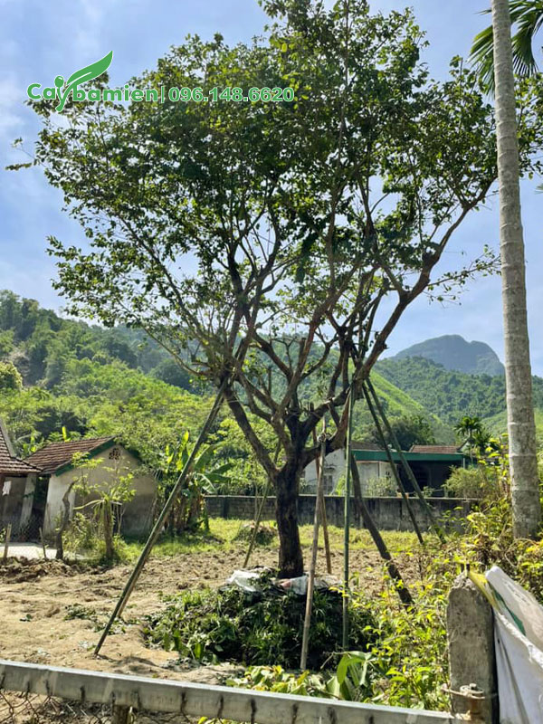 Chống cọc chắc chắn cho cây Hồng Quân mới trồng