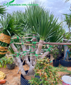 Cây Phát Tài Núi phân cành đẹp, cao gần 2m