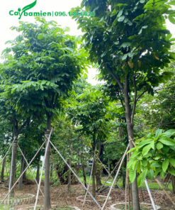 Trồng số lượng lớn và chống cọc chắc chắn cho cây vàng anh