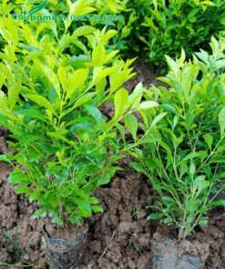 Bứng số lượng lớn cây chuỗi ngọc cao 30 - 40cm