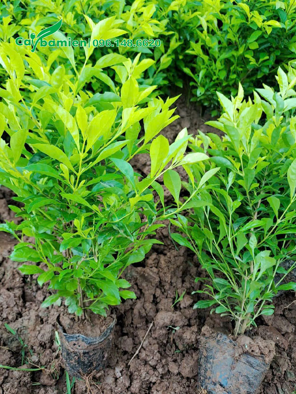 Bứng số lượng lớn cây chuỗi ngọc cao 30 - 40cm