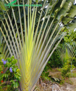 Cây Chuối Rẻ Quạt tán lá đẹp