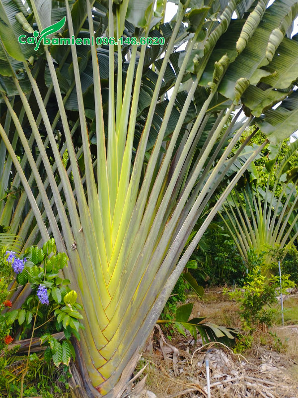 Cây Chuối Rẻ Quạt tán lá đẹp