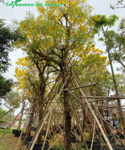 Mua cây công trình lâu năm, đang cho hoa rực rỡ