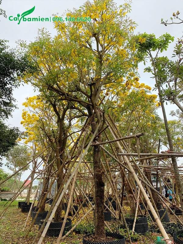 Mua cây công trình lâu năm, đang cho hoa rực rỡ