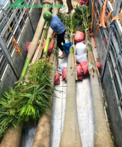 Cau Vua cảnh 5m, giá tốt