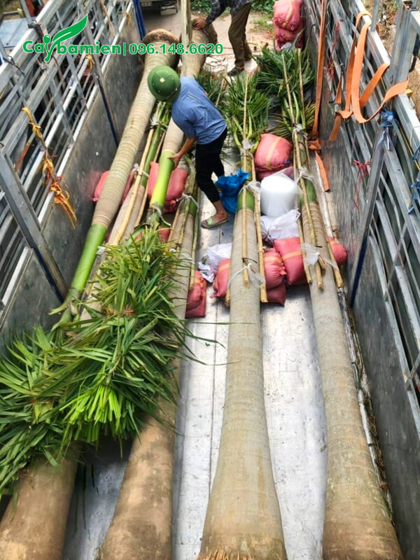 Cau Vua cảnh 5m, giá tốt