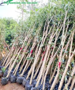 Cây giống đã đánh bầu, xử lý cành tán, chỉ cần mang đi trồng