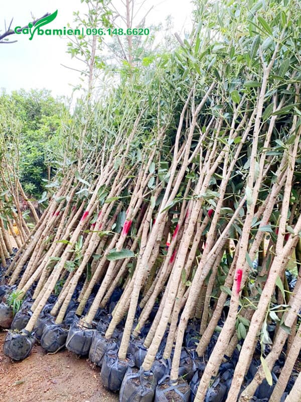 Cây giống đã đánh bầu, xử lý cành tán, chỉ cần mang đi trồng