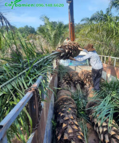 Cây Cọ Dầu công trình được đưa lên xe bằng máy cẩu để đảm bảo chất lượng tốt nhất