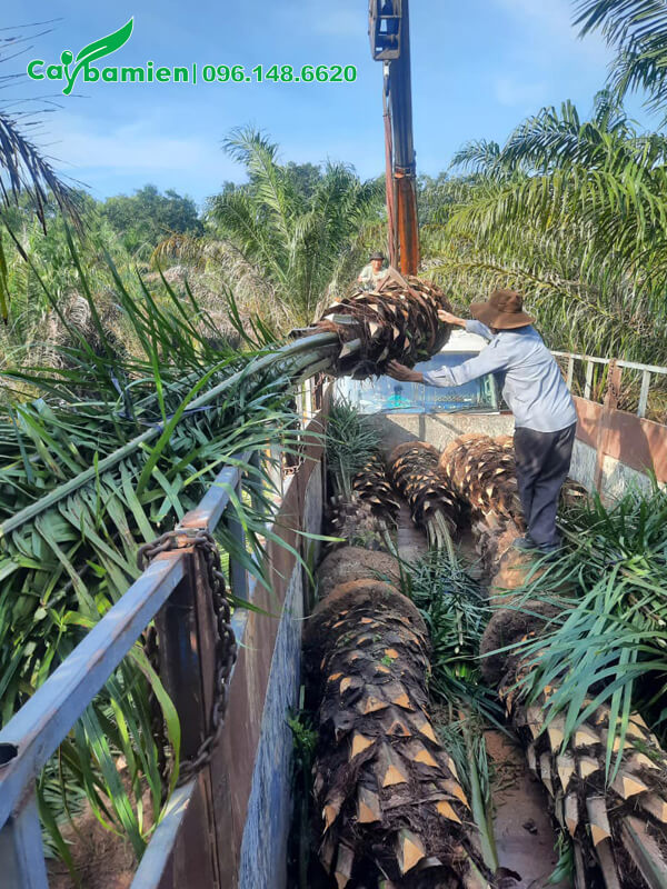 Cây Cọ Dầu công trình được đưa lên xe bằng máy cẩu để đảm bảo chất lượng tốt nhất