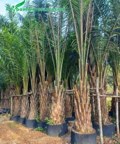 Cây Cọ Dầu dưỡng ủ bầu nổi