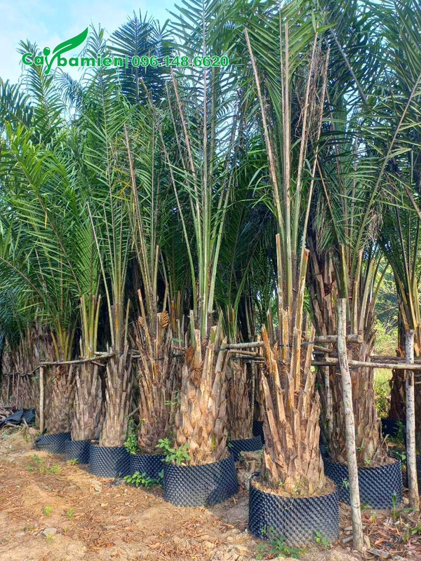 Cây Cọ Dầu dưỡng ủ bầu nổi