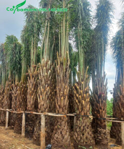 Cọ Dầu dâm ủ lộ thân khoảng 2m