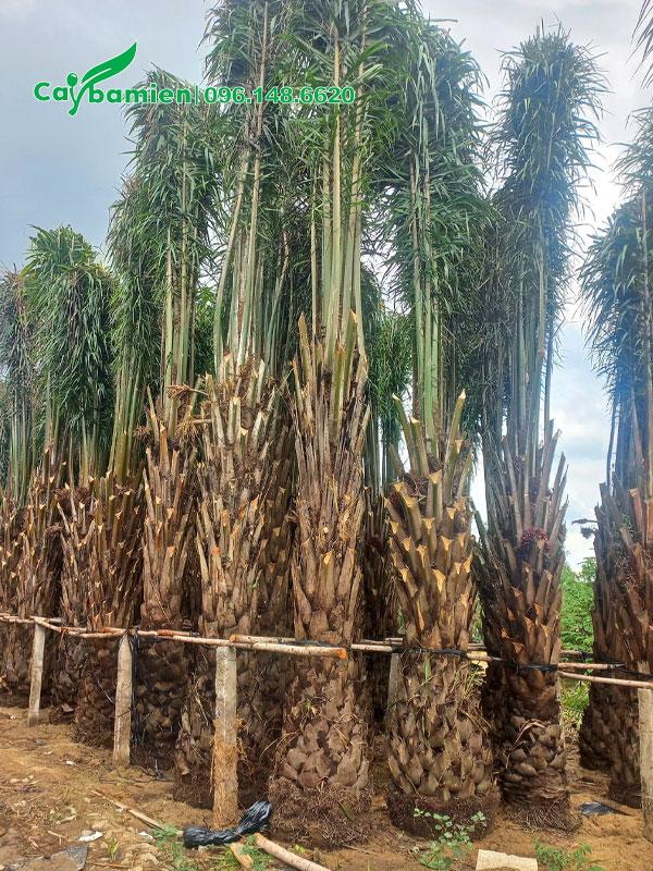 Cọ Dầu dâm ủ lộ thân khoảng 2m