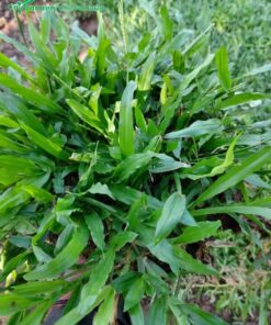 Cỏ lá gừng ta lá dài, màu xanh nhạt có vẻ đẹp vô cùng tươi tắn