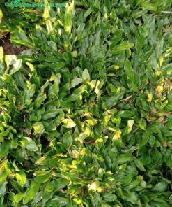 Cỏ lá gừng thái có lá bầu tròn nhìn cực kỳ đẹp