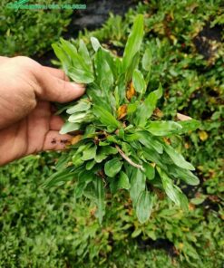 Hình ảnh cây cỏ lá gừng Thái Lan