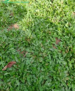 Thảm cỏ lá gừng có khả năng chịu giẫm đạp tốt