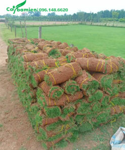 Cỏ nhung nhật giá rẻ, số lượng khoảng vài trăm mét