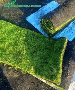 Thu hoạch cỏ Nhung Nhật cung cấp cho các công trình