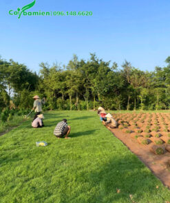 Vườn cỏ nhung nhật ở Hà Nội