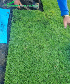 Cỏ nhung nhật chiều dài 1m