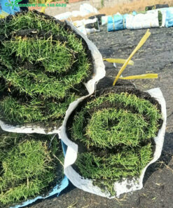 Cỏ Nhung Nhật được bọc kỹ chuẩn bị vận chuyển đến địa điểm trồng