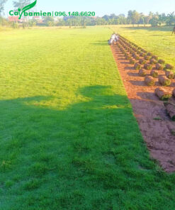 Hàng trăm cuộn cỏ nhung nhật được thu hoạch tại vườn