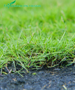 Cỏ Nhung Nhật trồng thảm