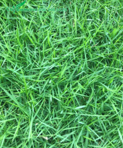 Thảm cỏ nhung nhật xanh mướt đẹp mắt