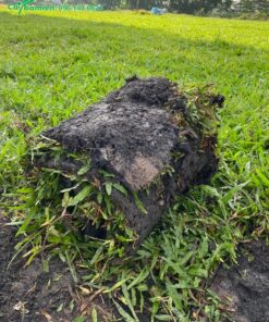 Cuộn cỏ vừa thu hoạch để giao đến nơi trồng