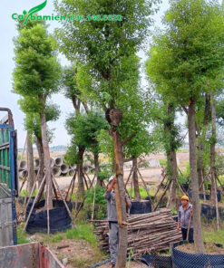 Xuất vườn cây Long Não cổ thụ cao 8m