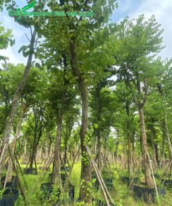 Cây Ban Tây Bắc lâu năm đang dâm ủ trong bầu nổi