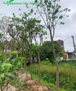 Hàng cây điệp hoa vàng mới trồng