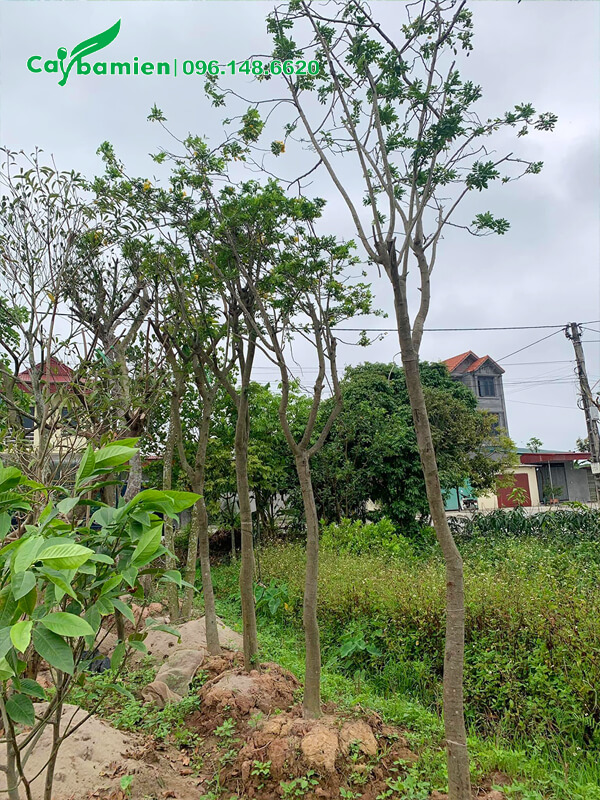 Hàng cây điệp hoa vàng mới trồng