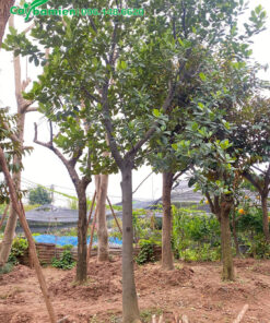 Mít công trình trưởng thành, đường kính 10cm